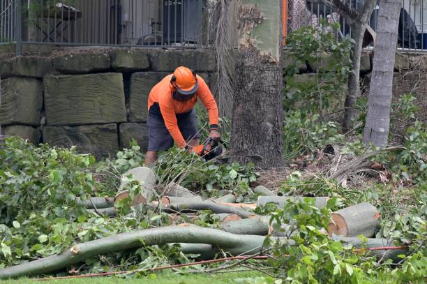 How Our Tree Care Process Works  in  Orangetree, FL